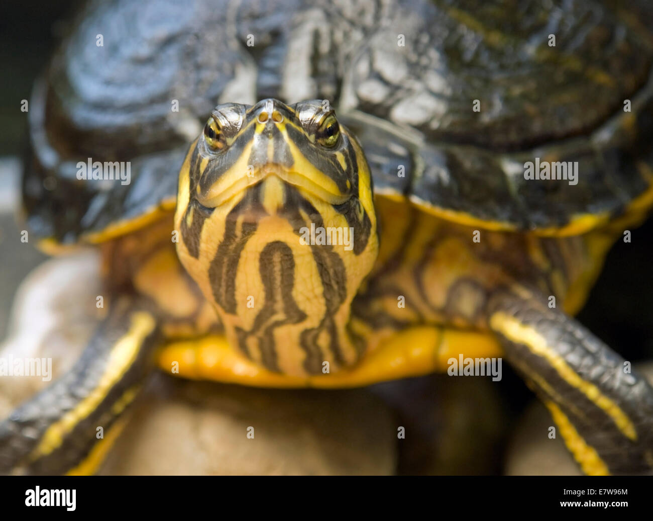 seitliche Porträt einer Süßwasser Schildkröte in steinigen Ambiente Stockfoto