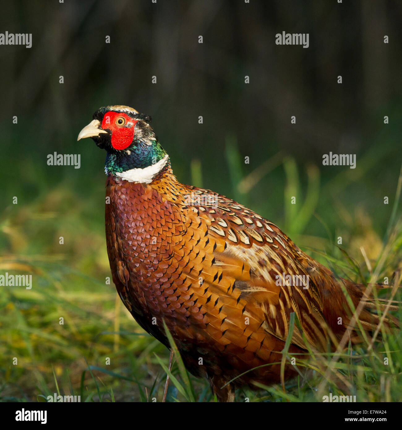 Fasan im Hovingham Wald North Yorkshire Stockfoto