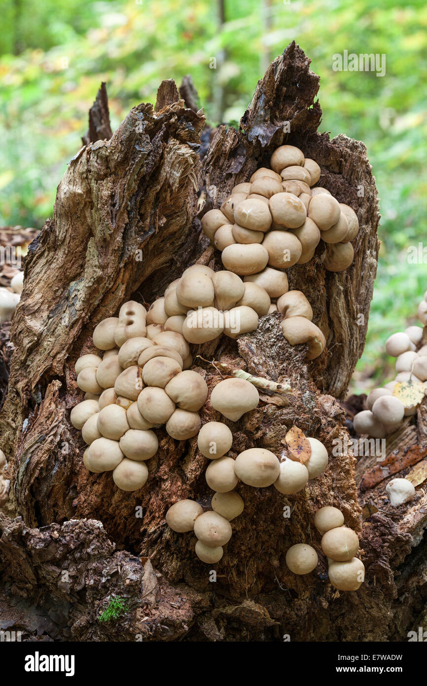 Birnenförmige Puffball Pilze Stockfoto