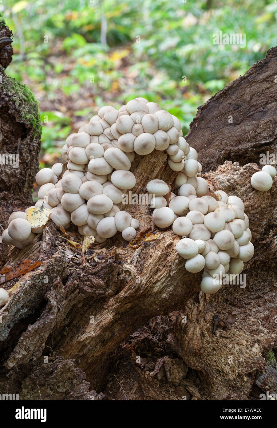 Birnenförmige Puffball Pilze Stockfoto