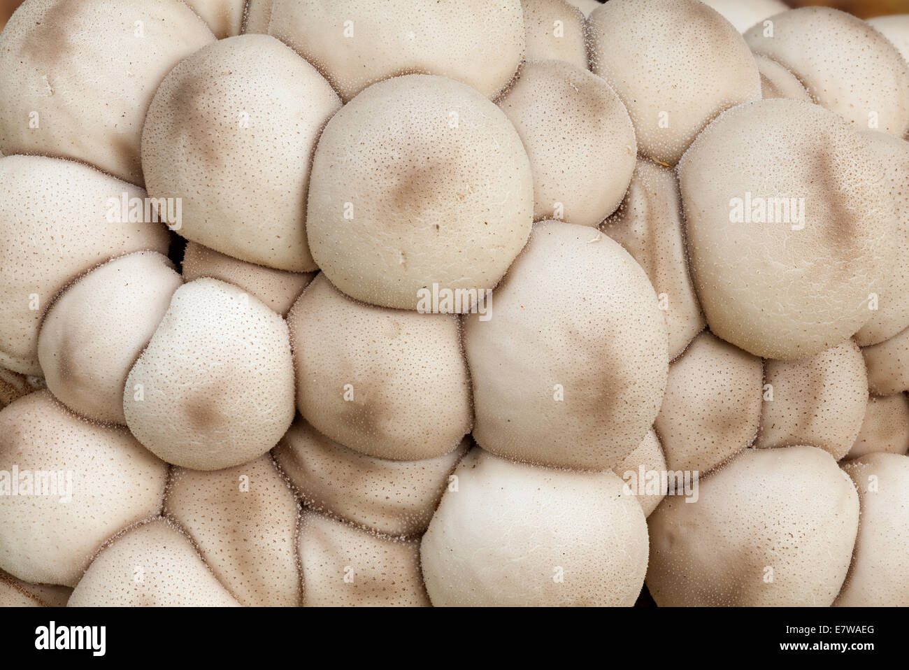 Stumpf Puffball mushroom Stockfoto