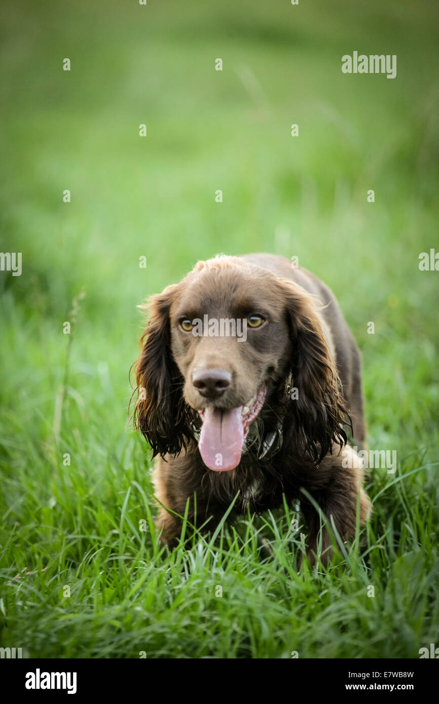 Spaniel Hund Festlegung Stockfoto