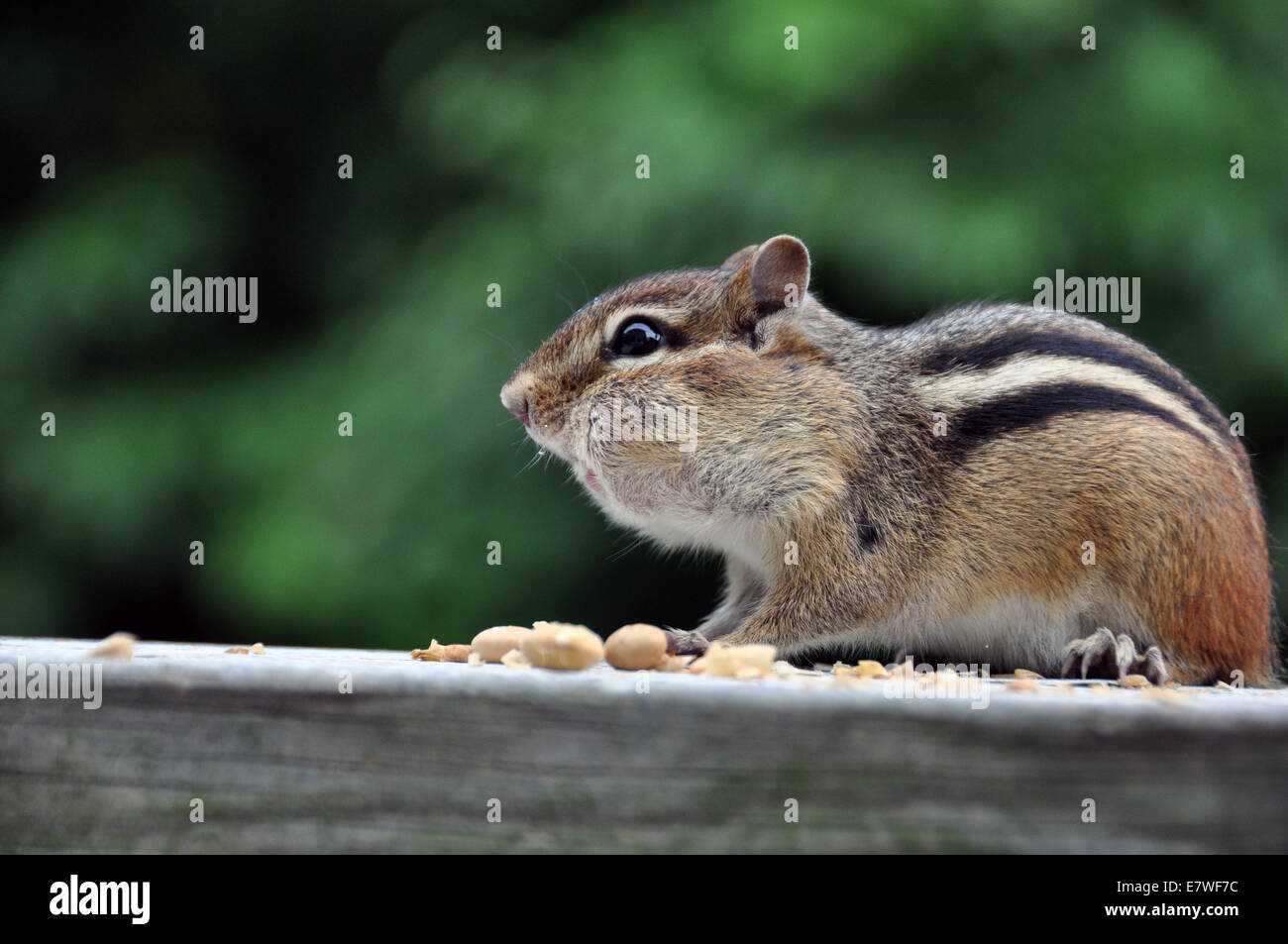 Streifenhörnchen mit Wangen vollgestopft mit Nüssen Stockfoto