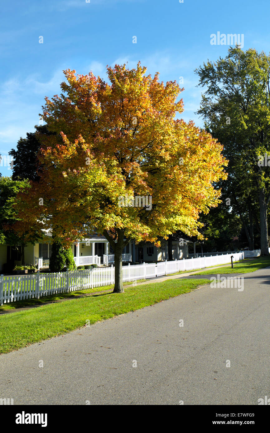 Ahornbaum im Herbst mit weißer Zaun Stockfoto