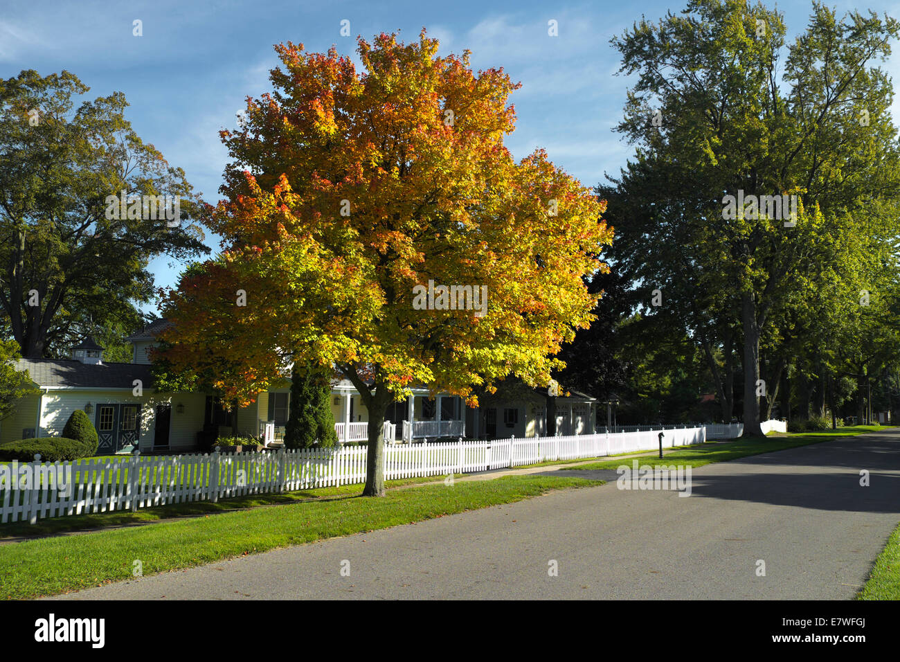 Ahornbaum im Herbst mit weißer Zaun Stockfoto