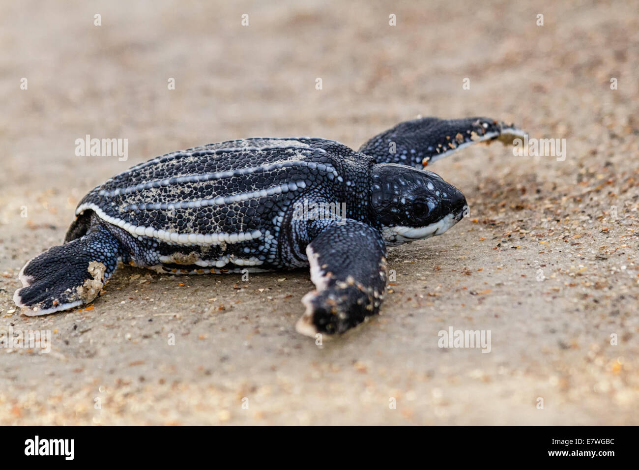 Leatherback Sea Turtle (Dermochelys Coriacea) Jungtier Überschrift auf den Ozean auf Amelia Island in Florida. Stockfoto