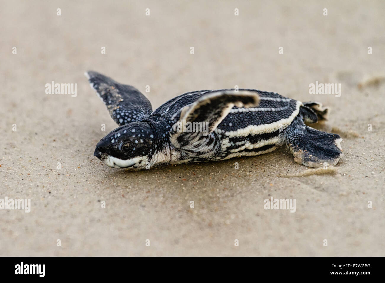 Leatherback Sea Turtle (Dermochelys Coriacea) Jungtier Überschrift auf den Ozean auf Amelia Island in Florida. Stockfoto