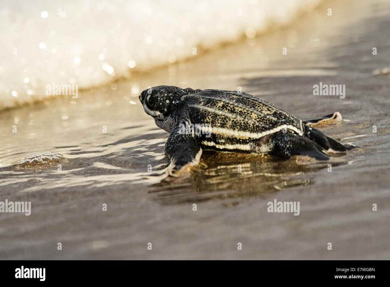 Leatherback Sea Turtle (Dermochelys Coriacea) Jungtier Überschrift auf den Ozean auf Amelia Island in Florida. Stockfoto