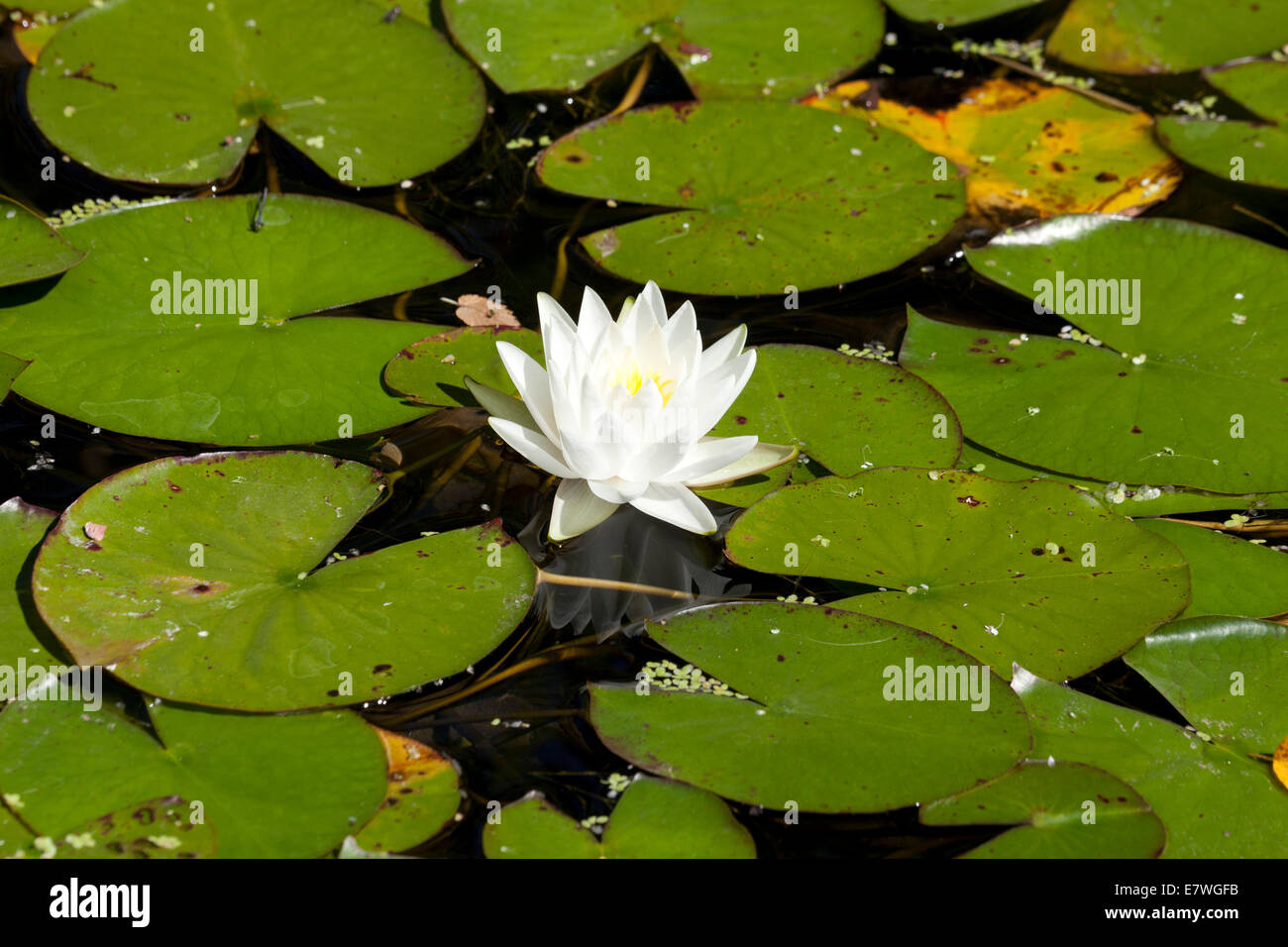 Amerikanische Weiße Seerose (Nymphaea Odorata) - USA Stockfoto