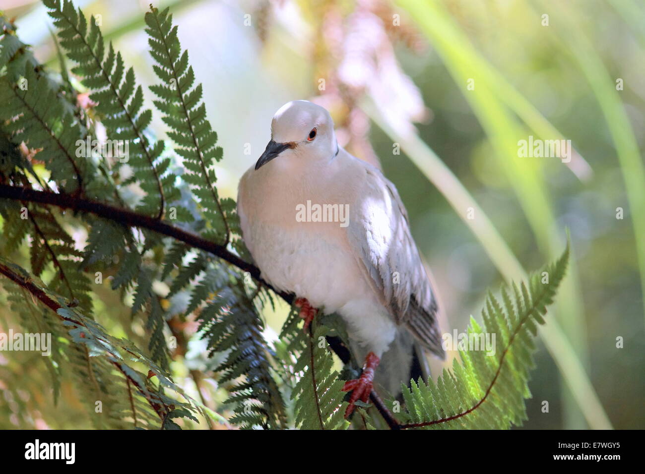 Ringneck Taube (Streptopelia Roseogrisea) Stockfoto