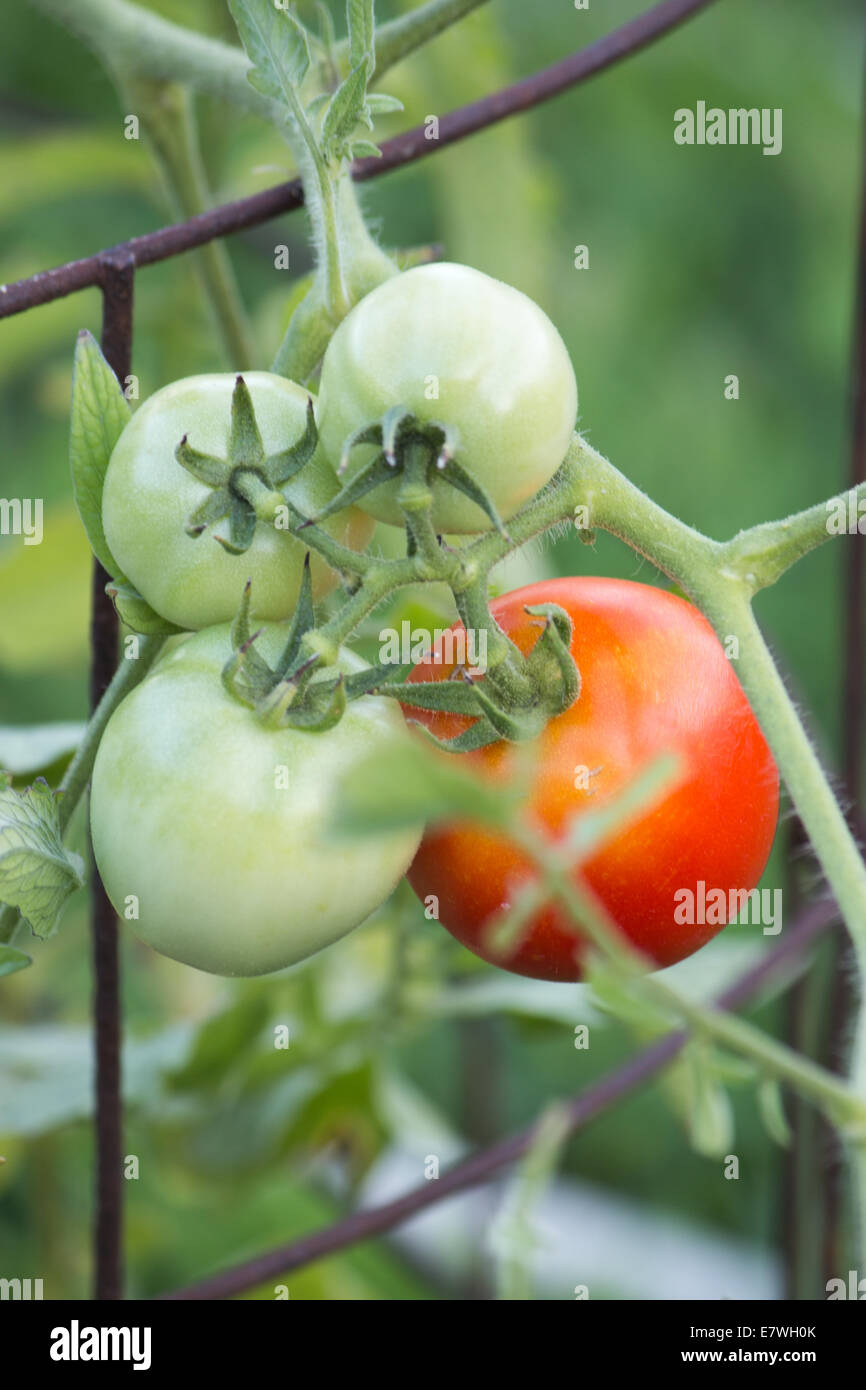 3 grüne und 1 rote Tomate am Rebstock in einer Tomaten-Käfig Stockfoto