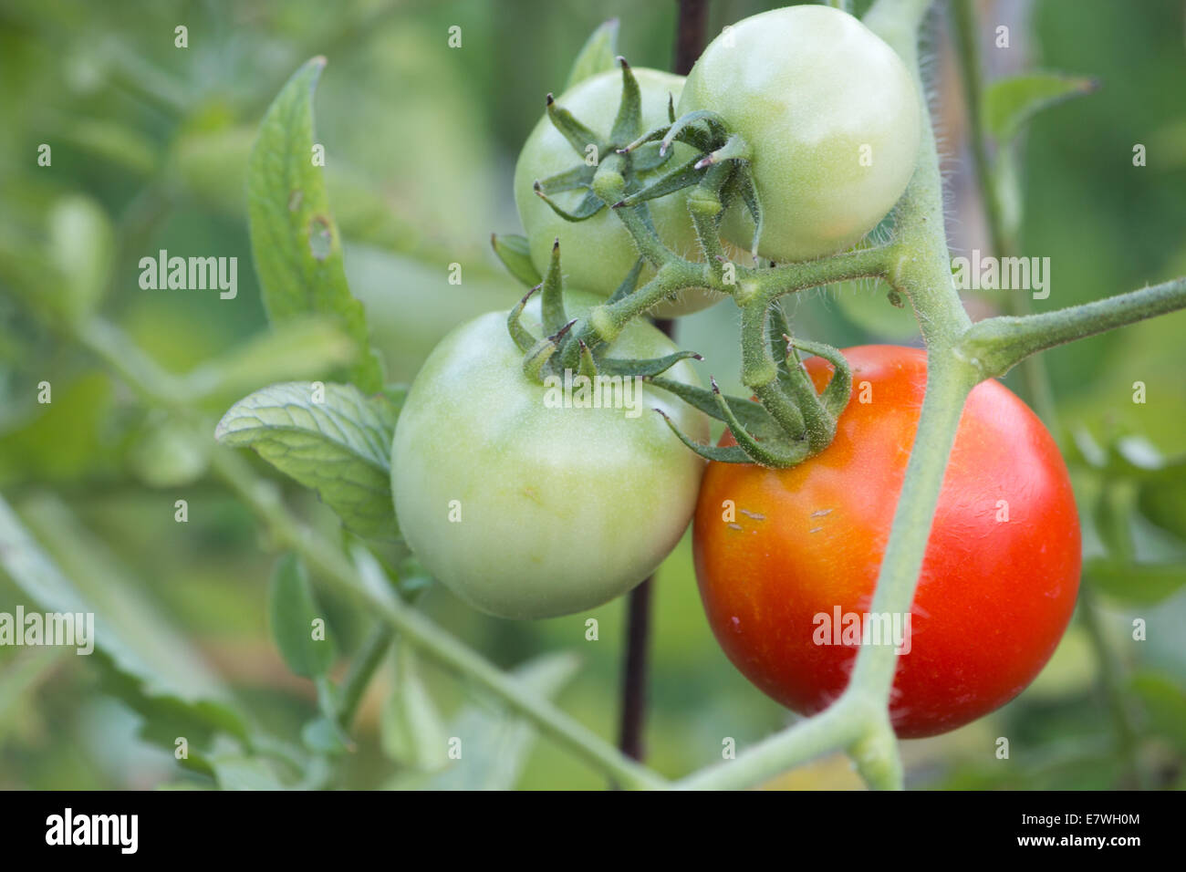 3 grüne und 1 rote Tomate am Rebstock in einer Tomaten-Käfig Stockfoto