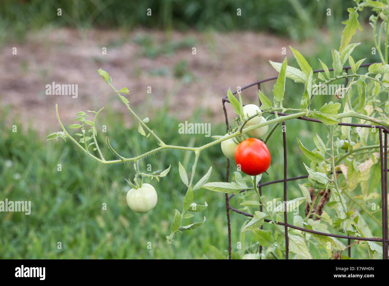 4 grüne und 1 rote Tomate am Rebstock in einer Tomaten-Käfig Stockfoto