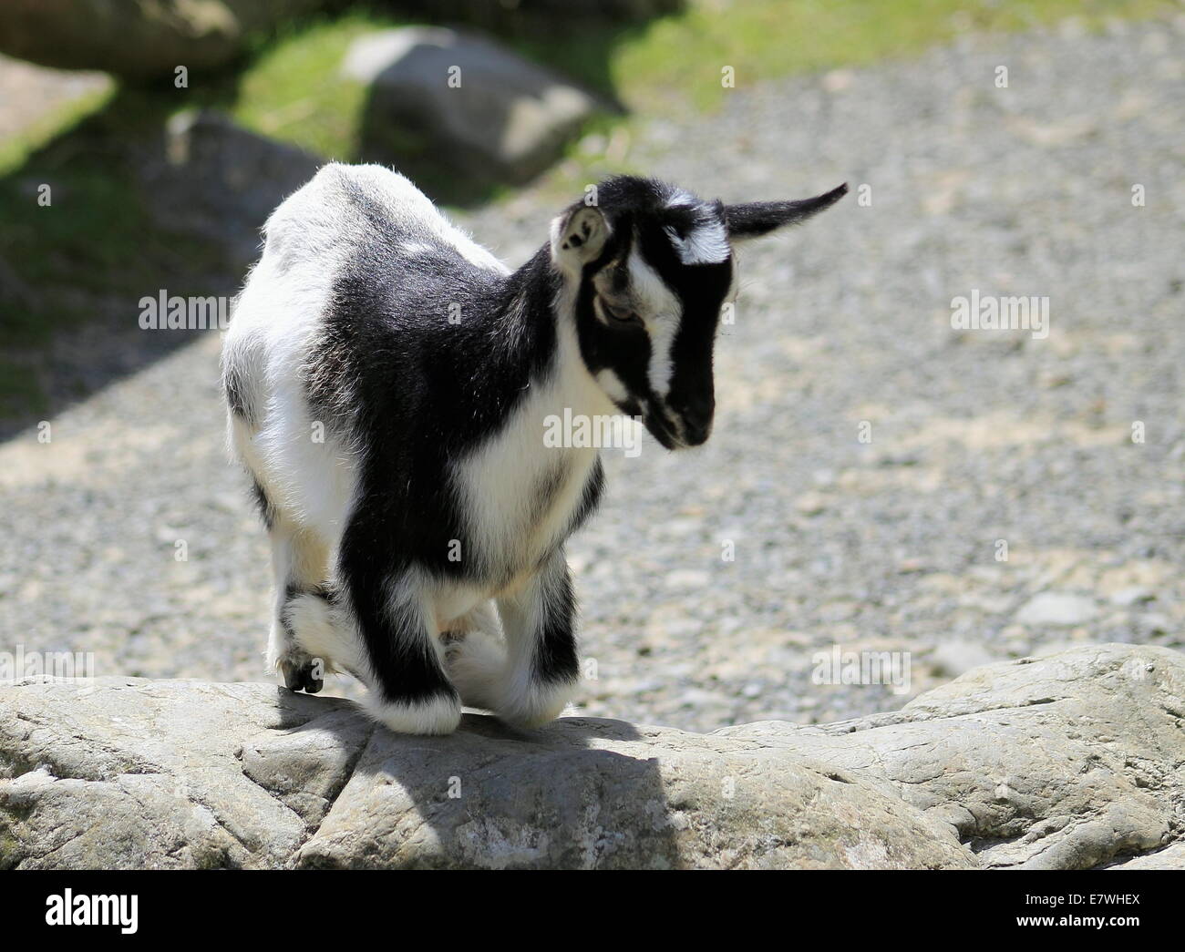 Kniende schwarz & weißen Zicklein Ziege Stockfoto