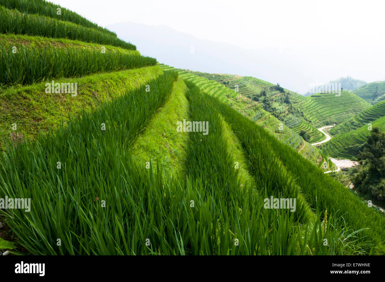 Die Longsheng Reisterrassen, auch genannt die Longji Reisterrassen, Stockfoto