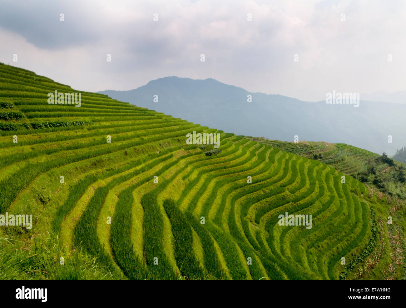 Die Longsheng Reisterrassen, auch genannt die Longji Reisterrassen, Stockfoto