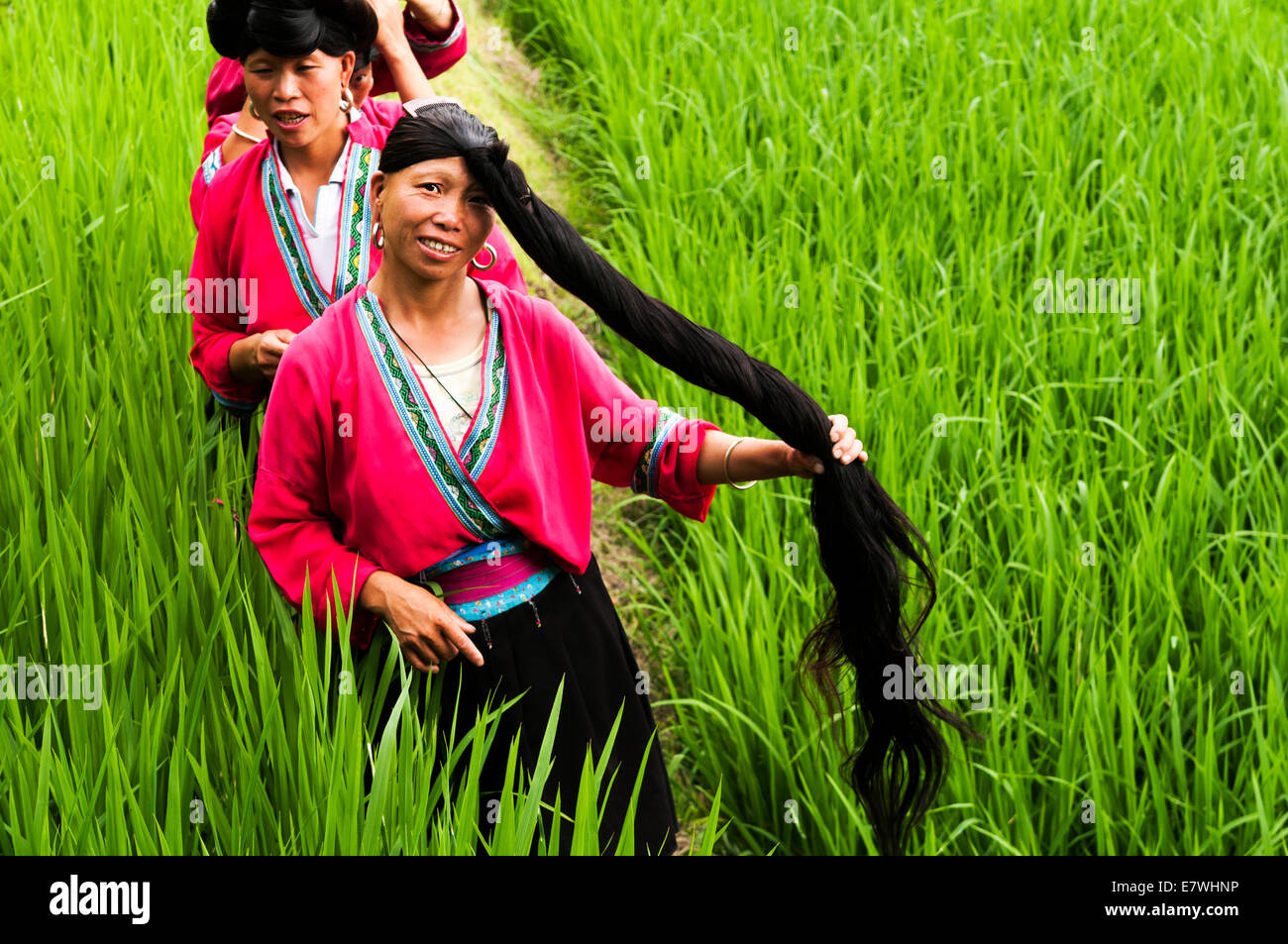 Die Longsheng Reisterrassen, auch genannt die Longji Reisterrassen, Stockfoto