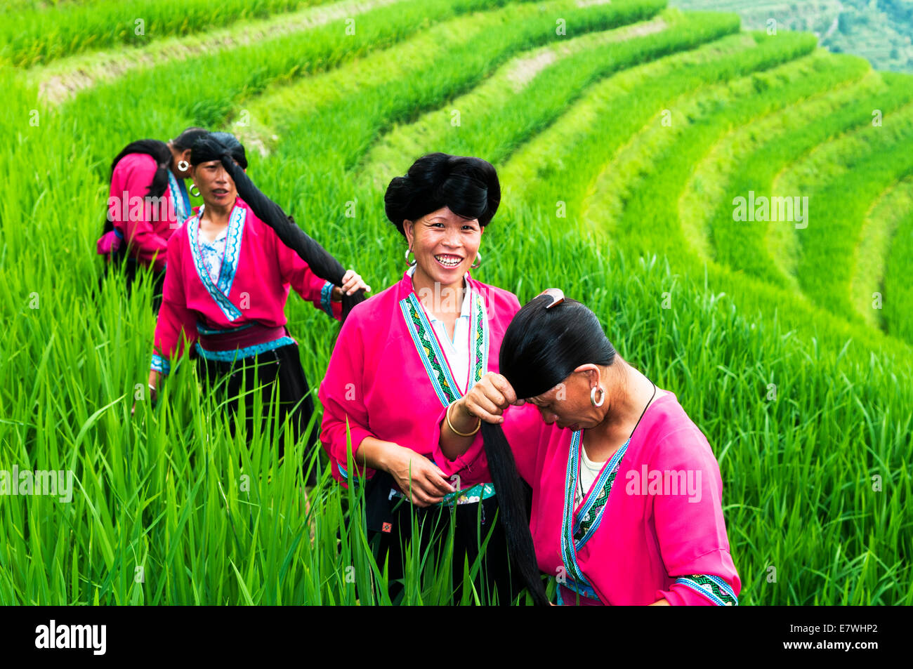 Die Longsheng Reisterrassen, auch genannt die Longji Reisterrassen, Stockfoto