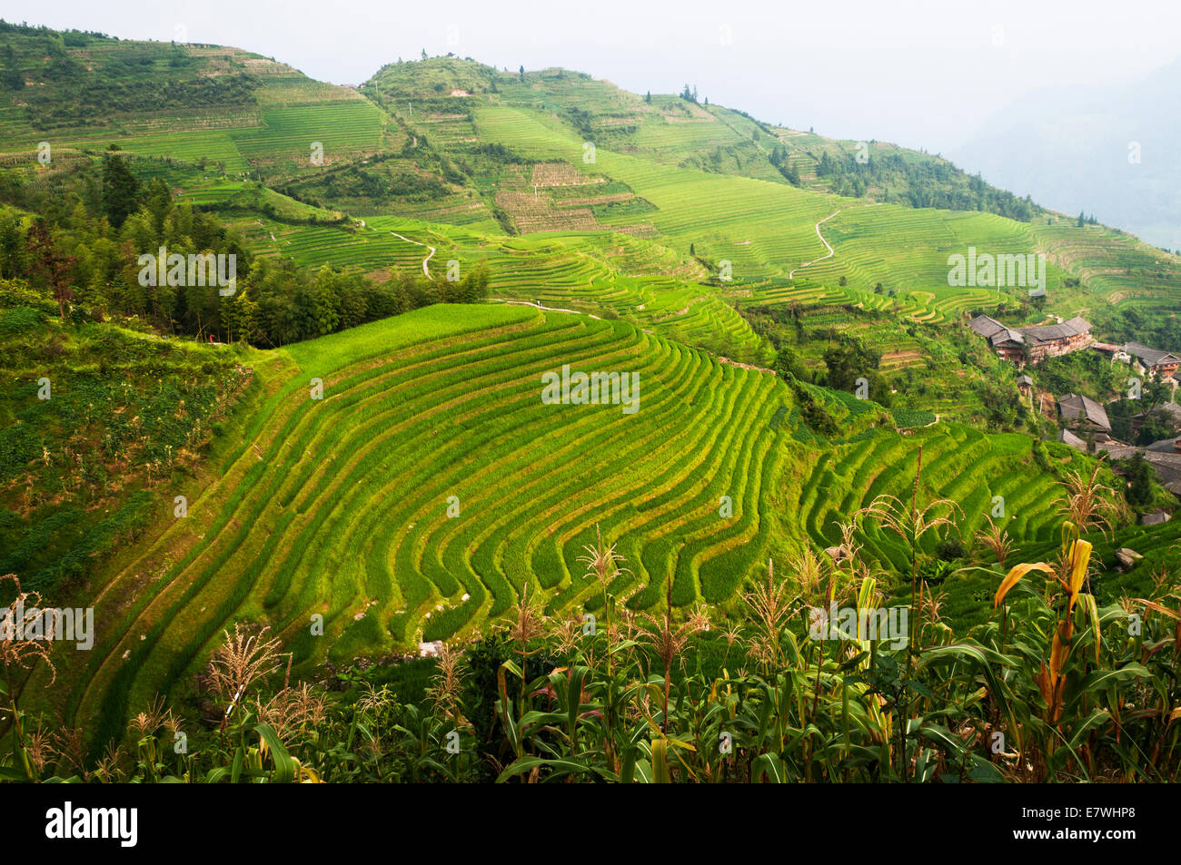 Die Longsheng Reisterrassen, auch genannt die Longji Reisterrassen, Stockfoto