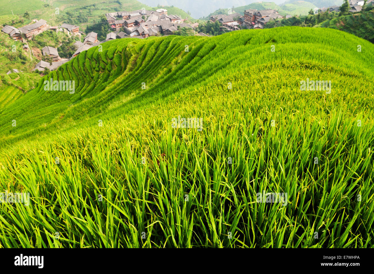 Die Longsheng Reisterrassen, auch genannt die Longji Reisterrassen, Stockfoto