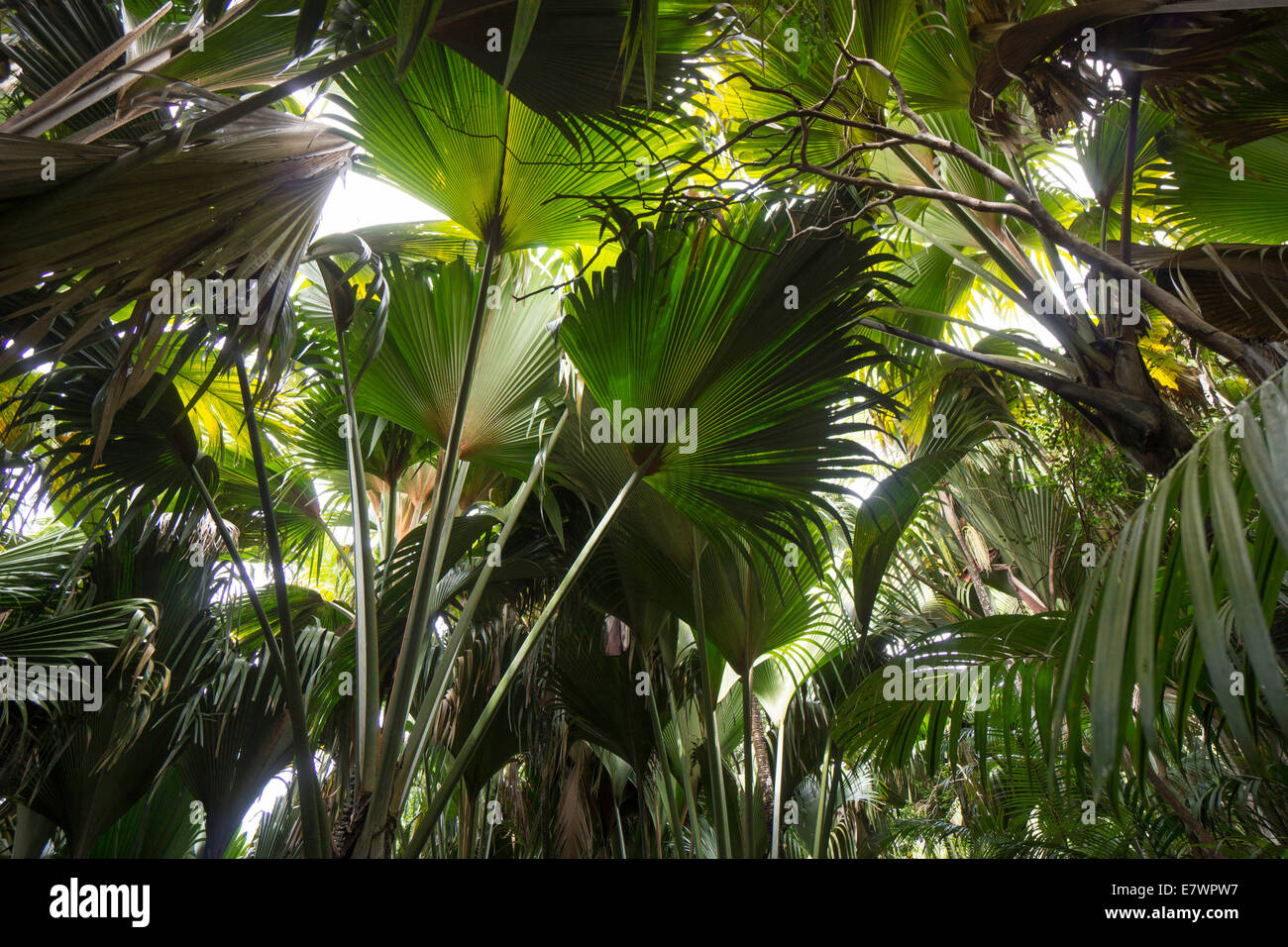 Riesige Palmenblätter, Maldive Kokosnuss oder Coco de Mer (Lodoicea Maldivica), eine endemische Art der Palme, Vallee de Mai, Praslin Stockfoto