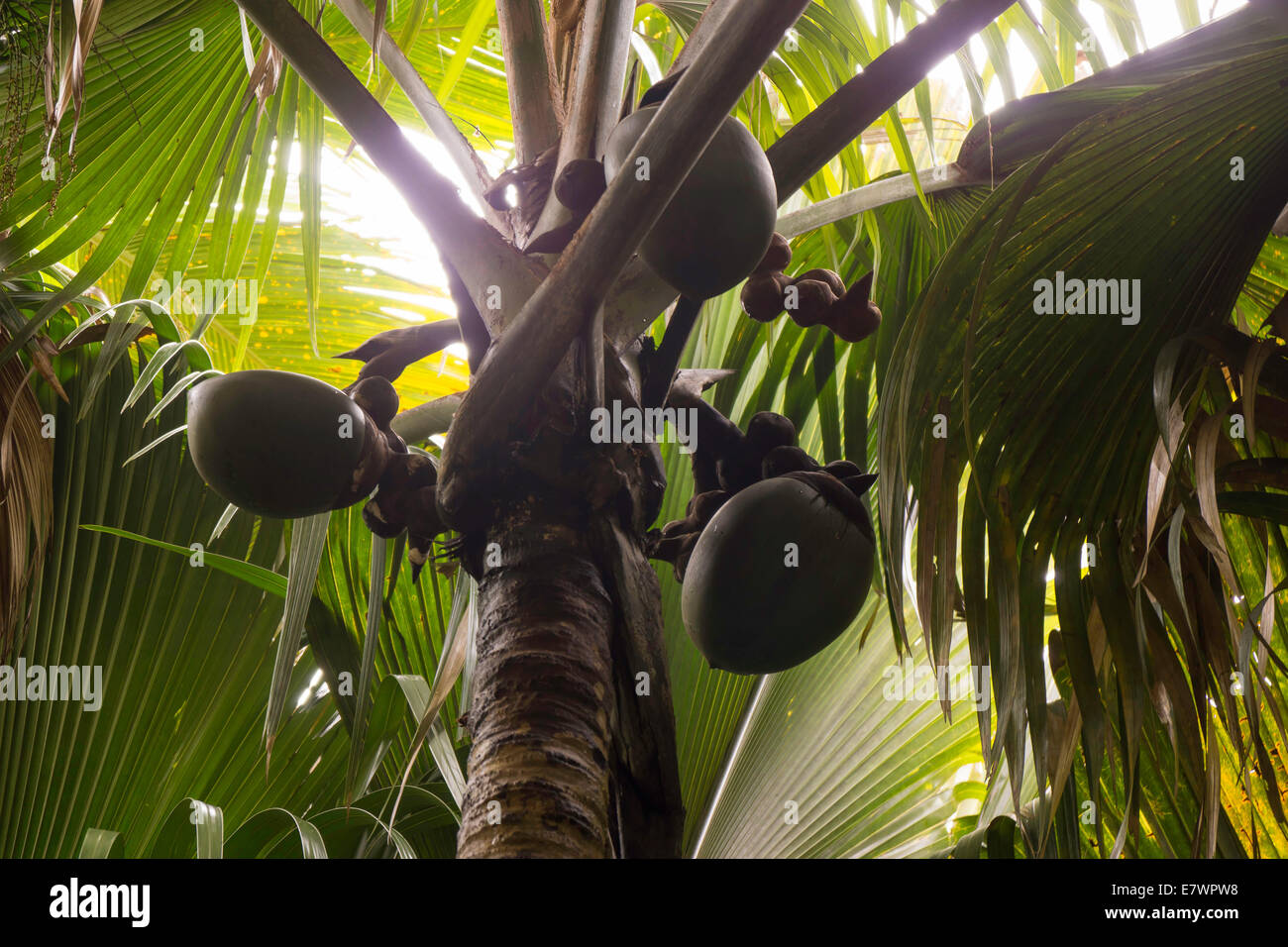 Unreife weibliche Früchte der Malediven Kokosnuss oder Coco de Mer (Lodoicea Maldivica), eine endemische Art der Palme Stockfoto