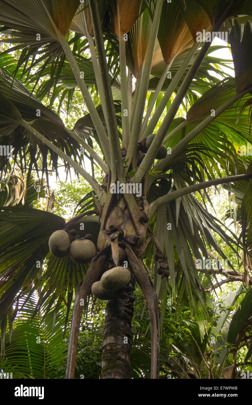 Unreife weibliche Früchte der Malediven Kokosnuss oder Coco de Mer (Lodoicea Maldivica), eine endemische Art der Palme Stockfoto