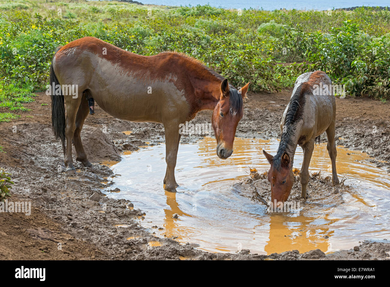 Wilde Pferde, Schlammbad, Osterinsel, Chile Stockfoto