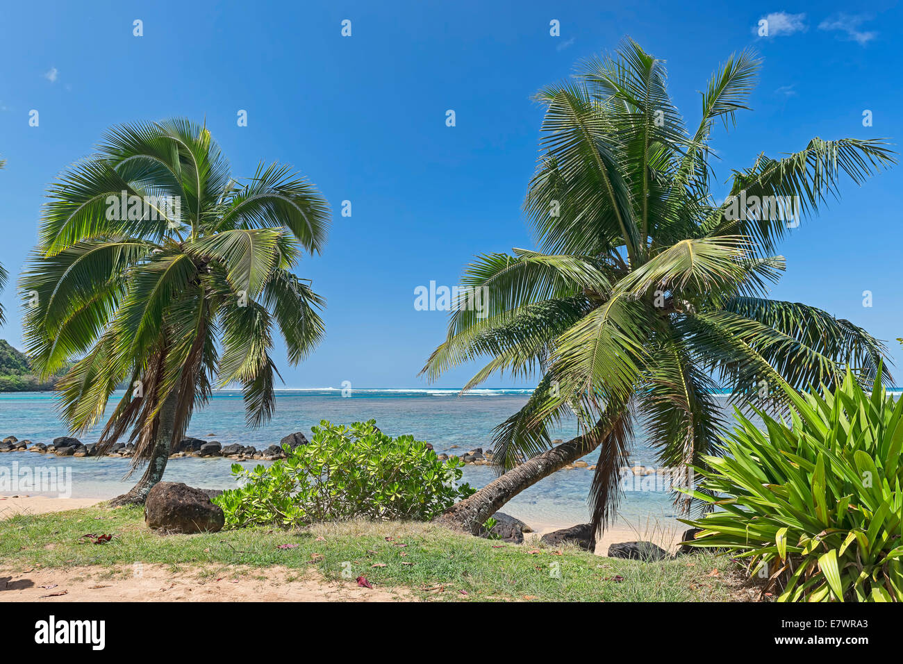Palmen am Strand, Kaua'i, Hawaii, Vereinigte Staaten Stockfoto