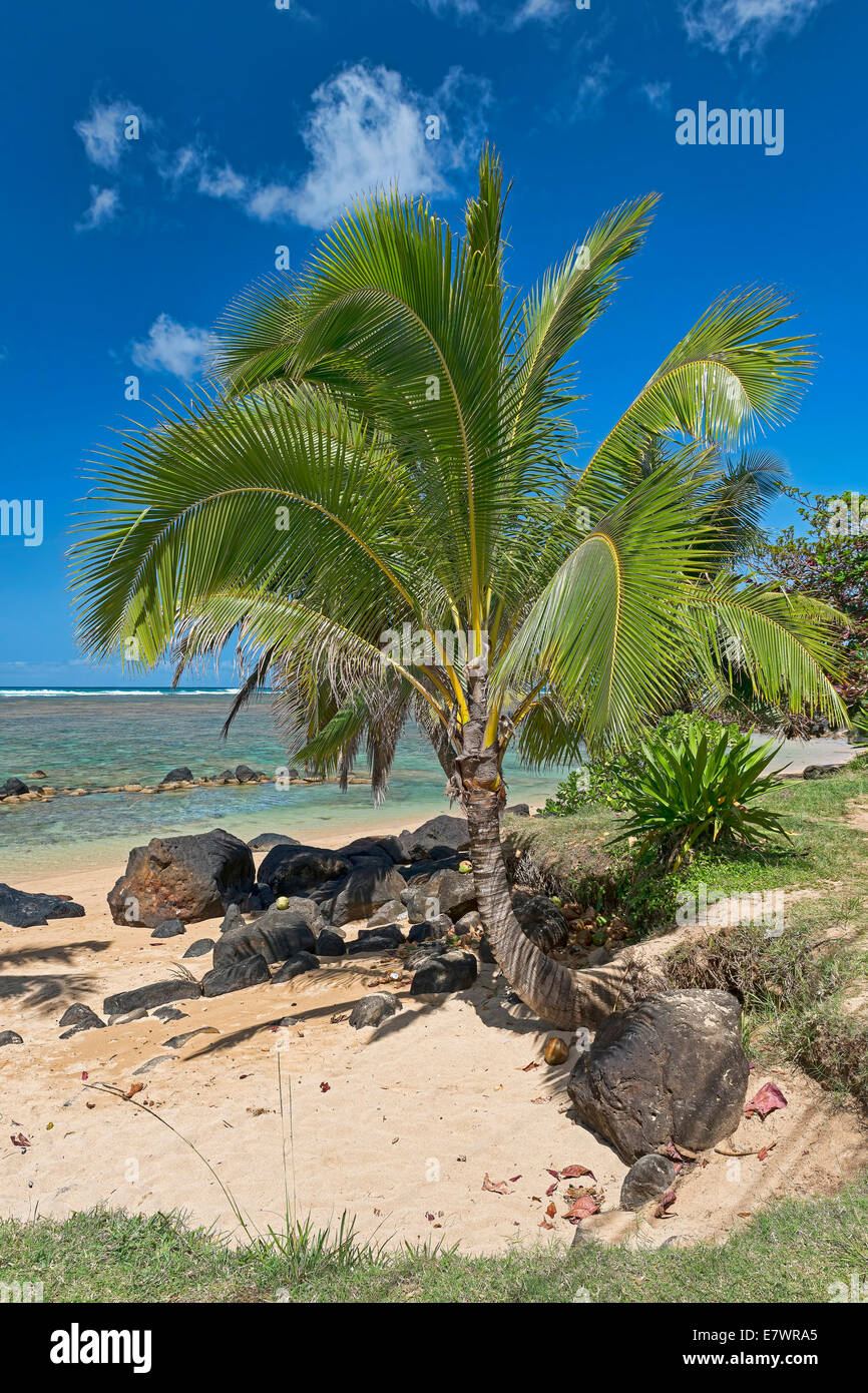 Palme am Strand, Kaua'i, Hawaii, Vereinigte Staaten Stockfoto