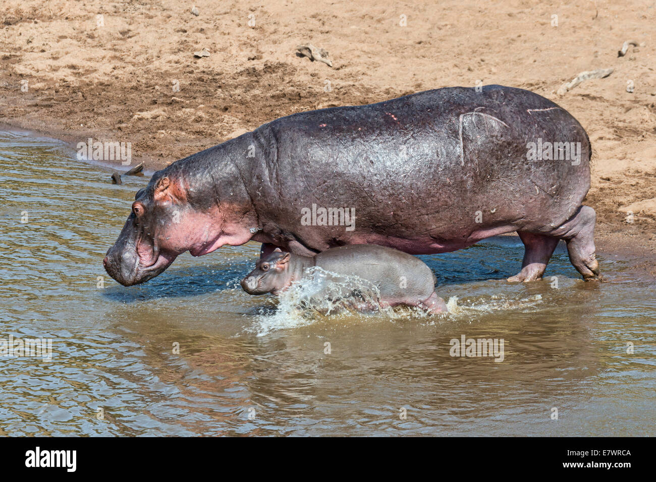 Flusspferd (Hippopotamus Amphibius) erwachsenes Weibchen mit jungen, Mara River, Masai Mara National Reserve, Kenia Stockfoto
