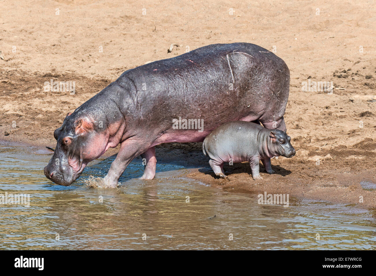 Flusspferd (Hippopotamus Amphibius) erwachsenes Weibchen mit jungen, Mara River, Masai Mara National Reserve, Kenia Stockfoto