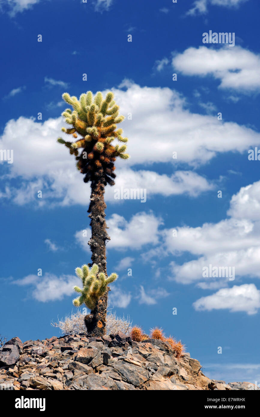 Cholla Cactus mit Wolken in den Himmel, Joshua Tree Nationalpark, Desert Center, Kalifornien, USA Stockfoto