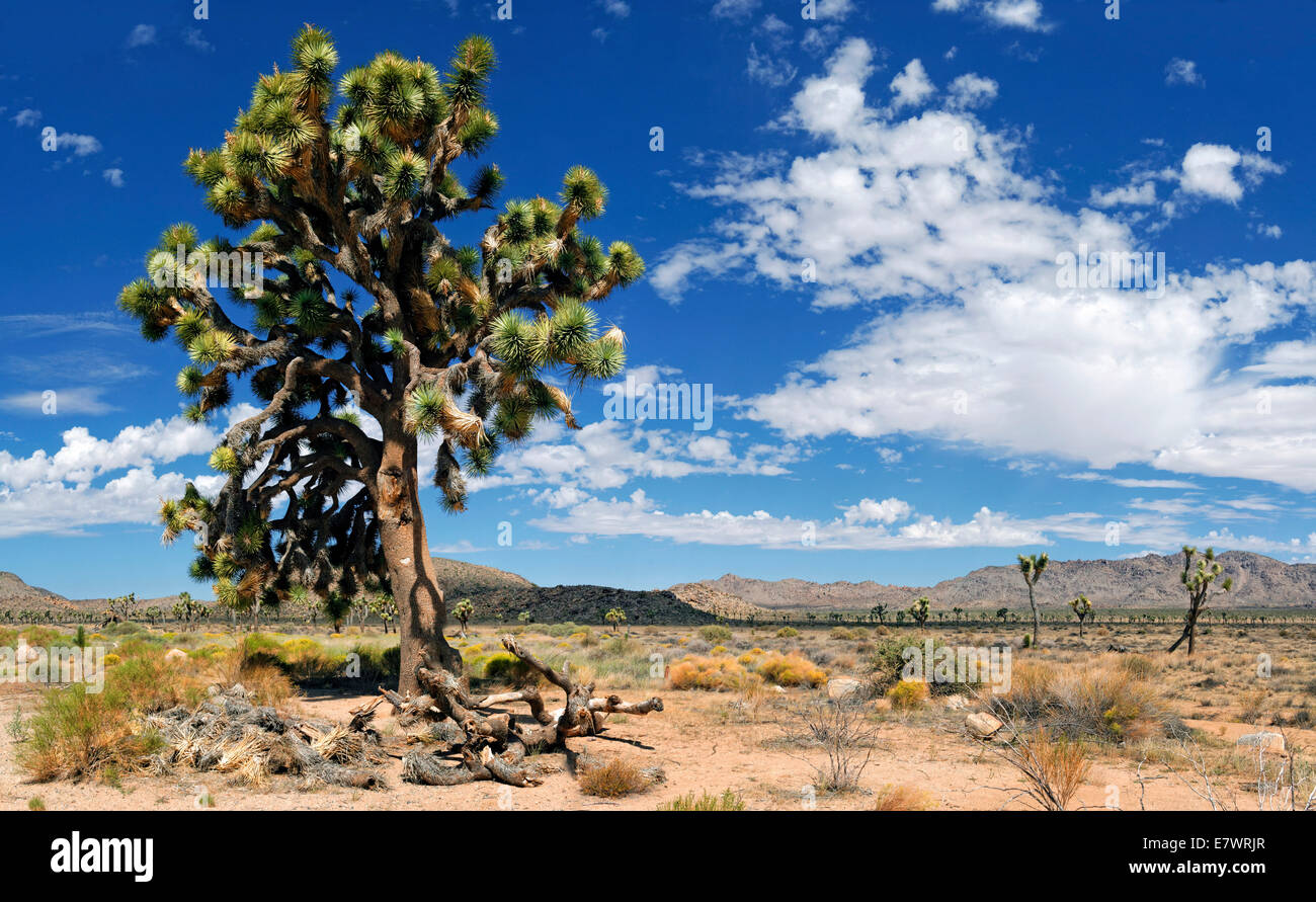 Joshua Tree oder Palm Tree Yucca (Yucca Brevifolia), Joshua Tree National Park, Desert Center, Kalifornien, USA Stockfoto