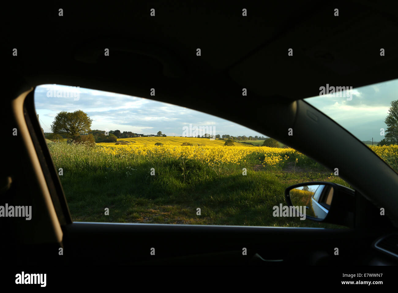 Blick auf britische Landschaft gerahmt durch PKW Auto Türfenster mit gelben Rapsöl Ernte-Landschaft Stockfoto