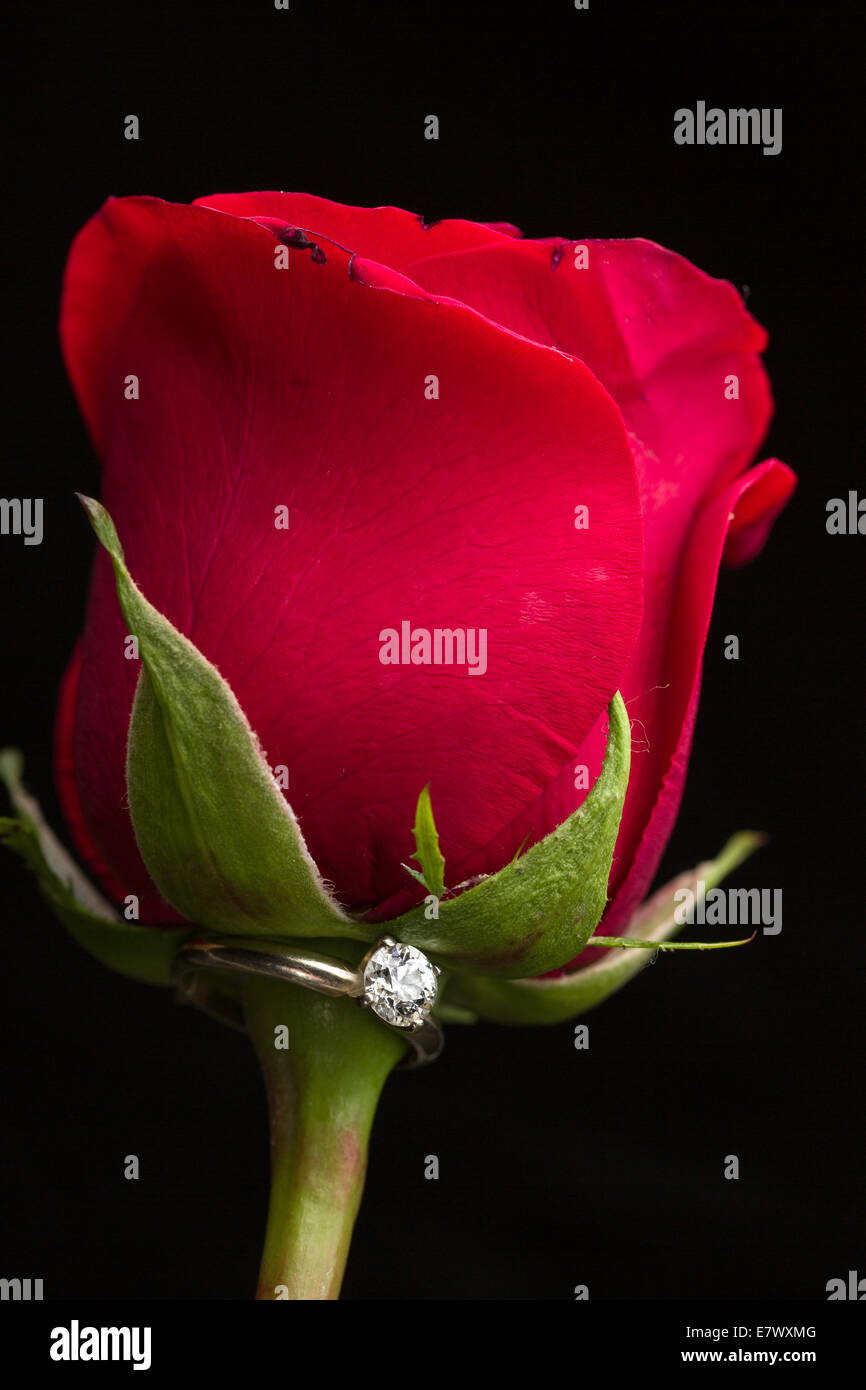 Das perfekte Valentinstag Geschenk, einen Verlobungsring auf eine rote rose Stockfoto