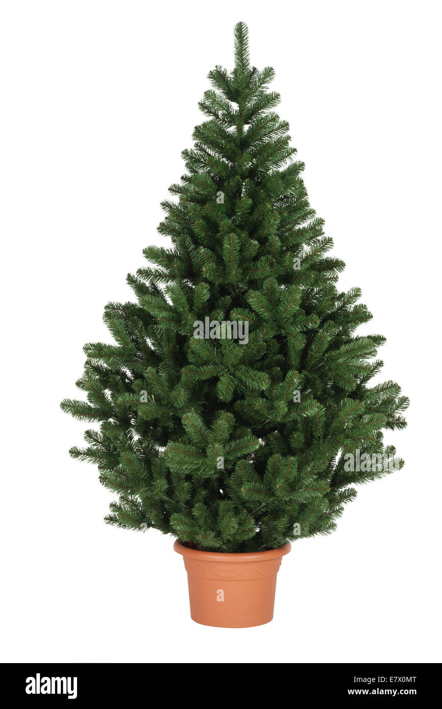 Kleiner Weihnachtsbaum Stockfoto