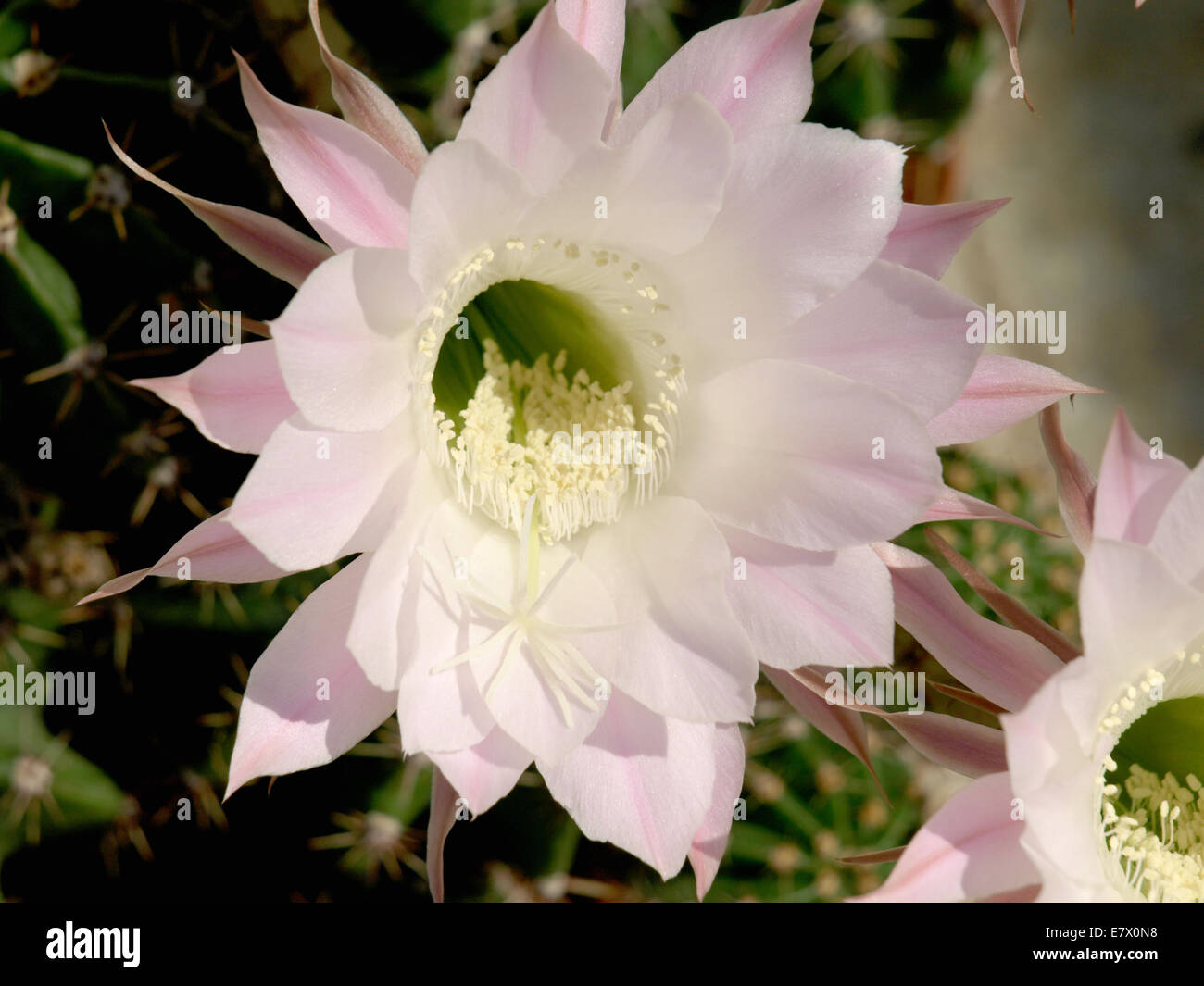 Blten rosa Kaktus, der nur einen Tag lang blht Stockfotografie - Alamy