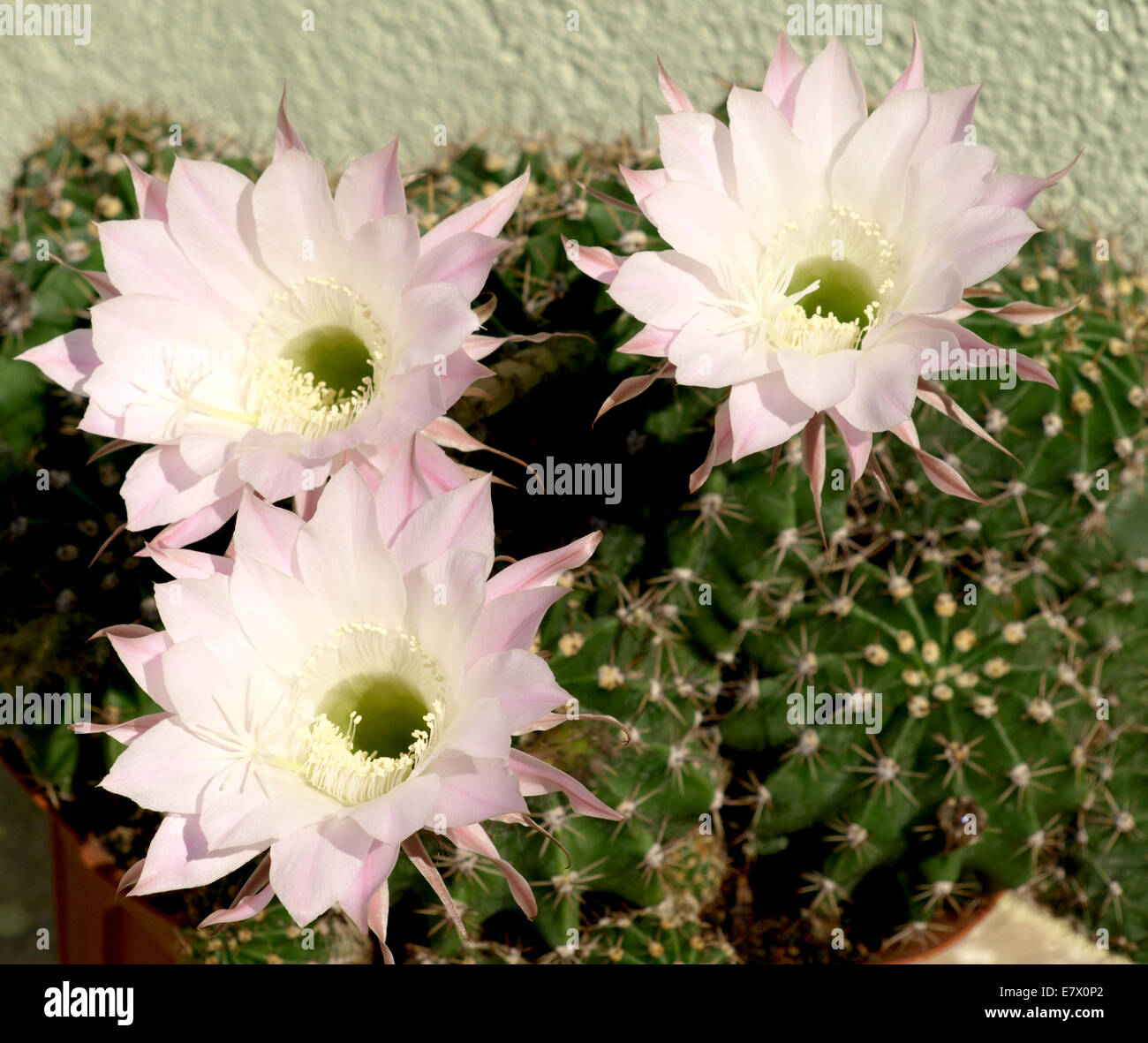 Blten rosa Kaktus, der nur einen Tag lang blht Stockfotografie - Alamy