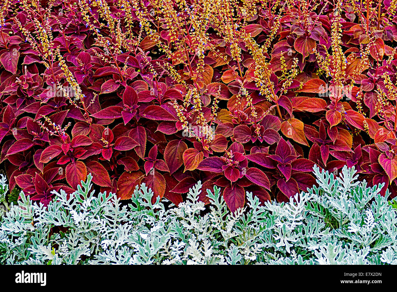Hintergrund mit Zierpflanzen, lila und grau Farbe. Stockfoto