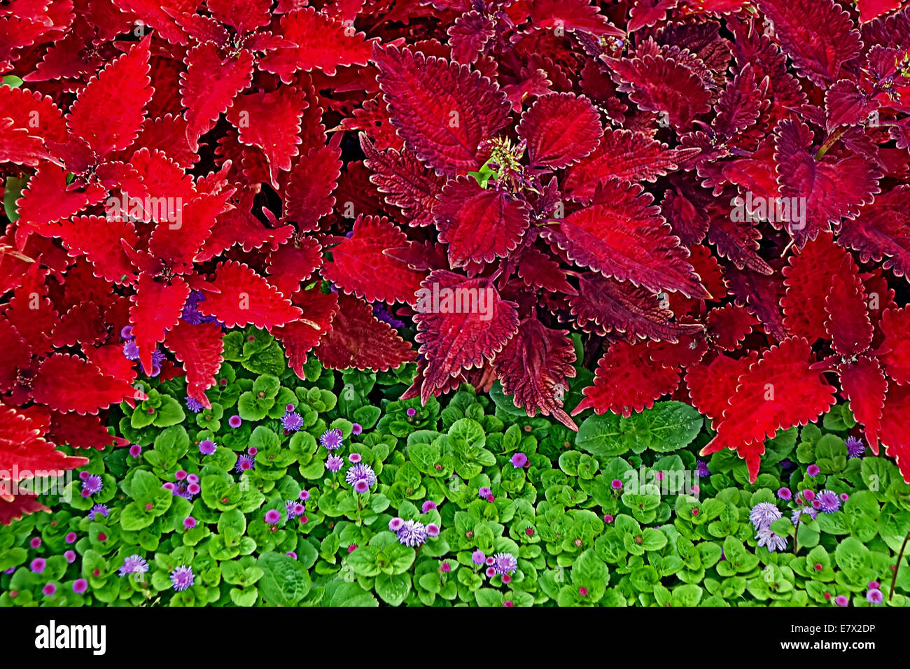 Hintergrund mit Zierpflanzen auf rot und grün. Stockfoto