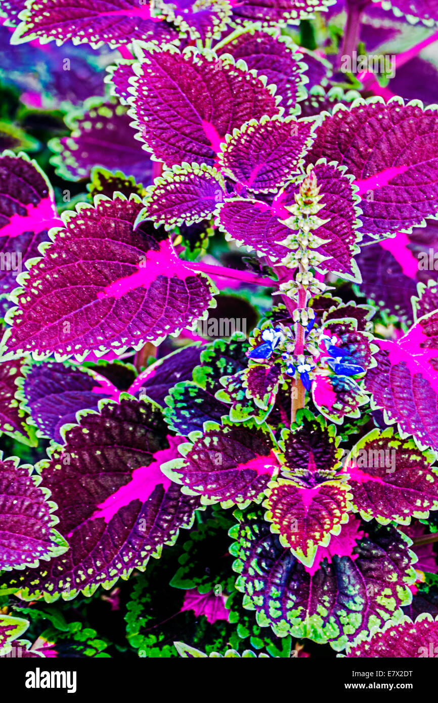 Hintergrund mit Zierpflanzen, lila und grüne Farbe. Stockfoto