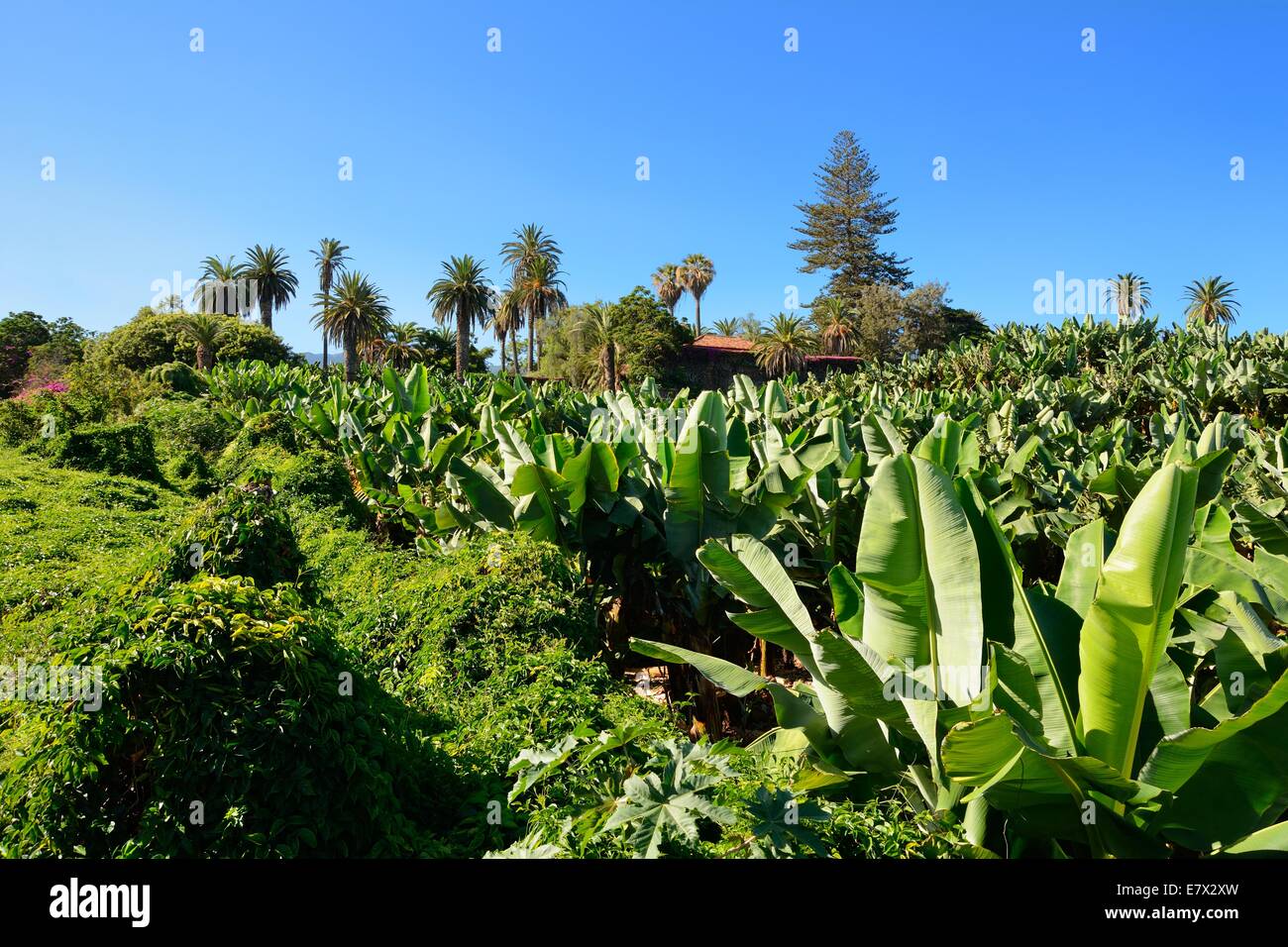 Weitwinkeleinstellung von Bananen-Plantage. Stockfoto