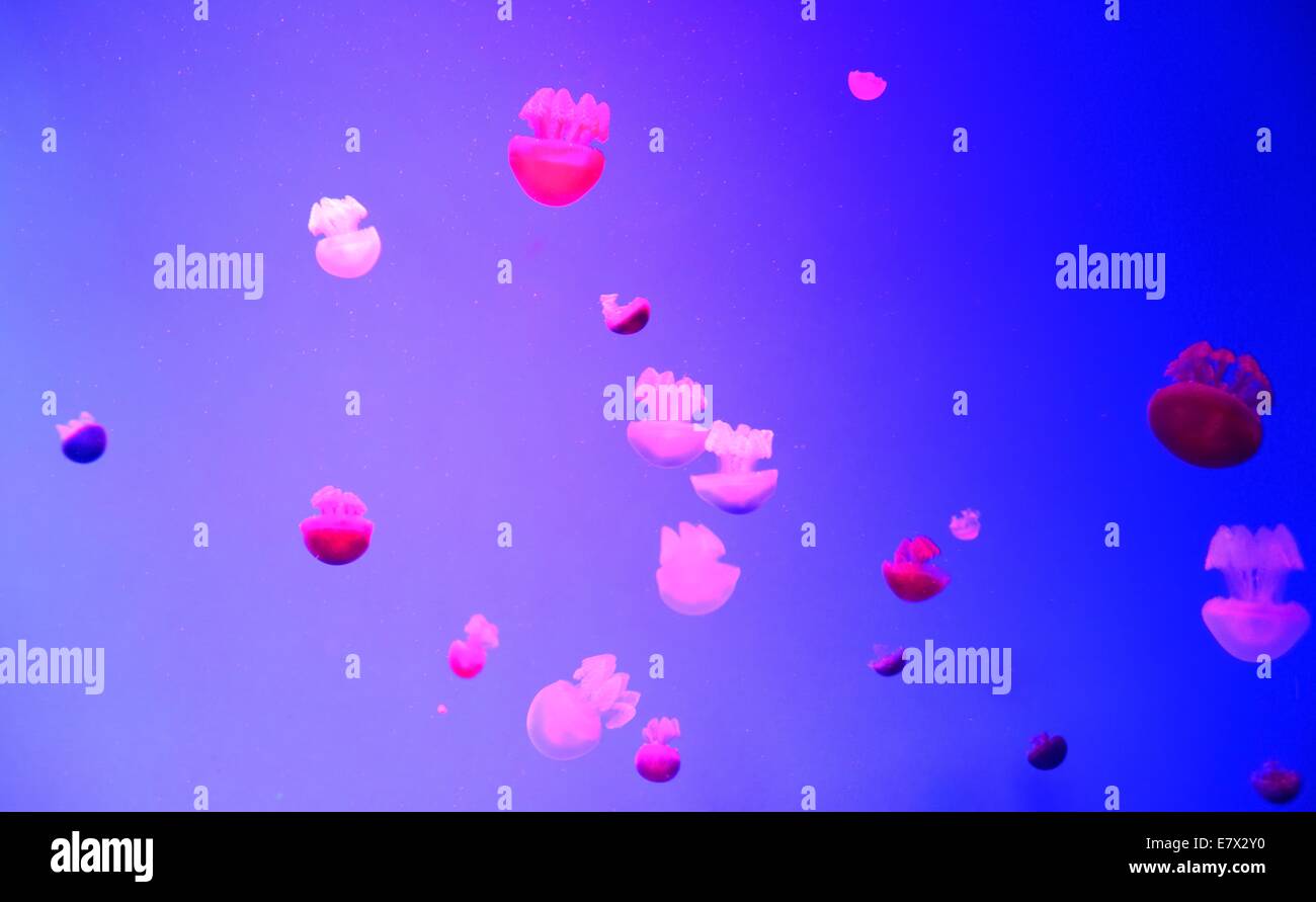 Farbe rosa Qualle im Aquarium schwimmen. Stockfoto