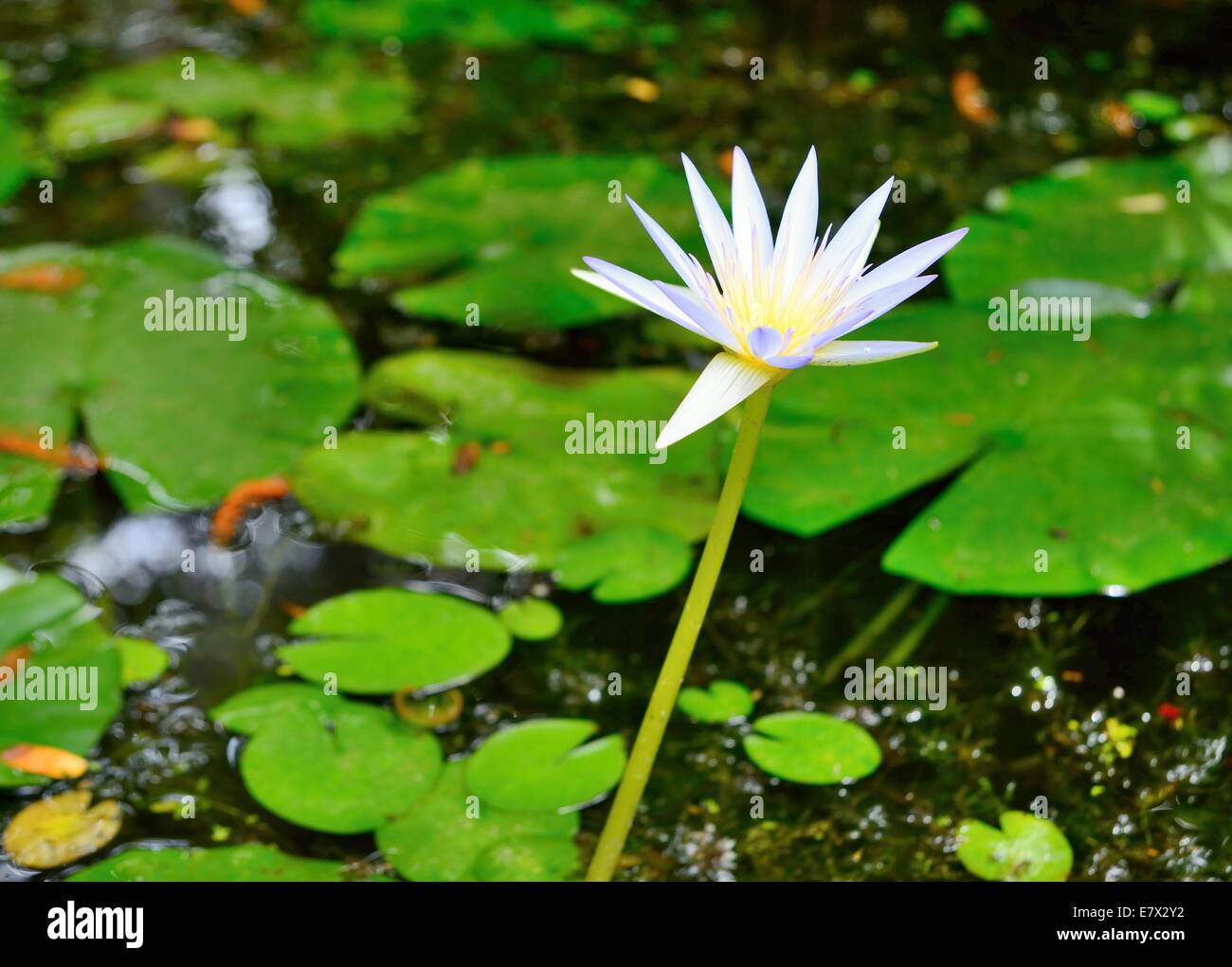 Wildwasser-Lilie Blume mit grünen Blätter im Hintergrund. Stockfoto