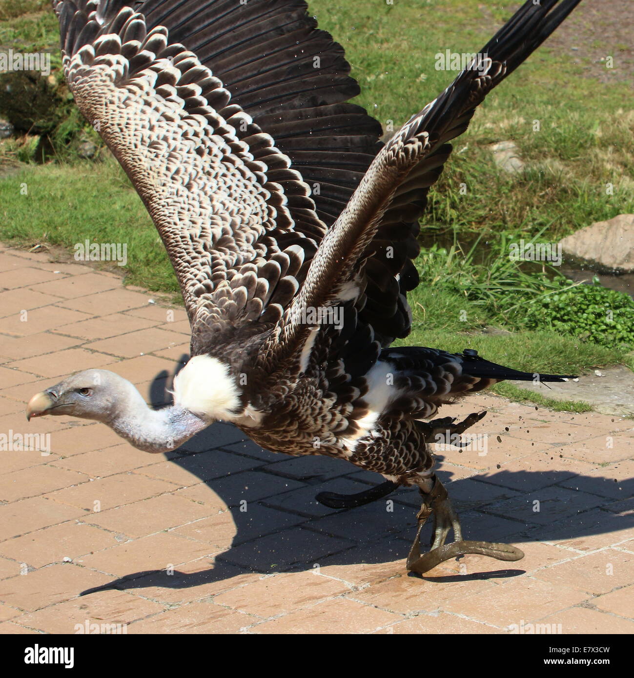 Rüppell - Griffon - Geier (abgeschottet Rueppellii) Aufbruch in Flug bei einem Raptor Schau Avifauna Zoo, Niederlande Stockfoto