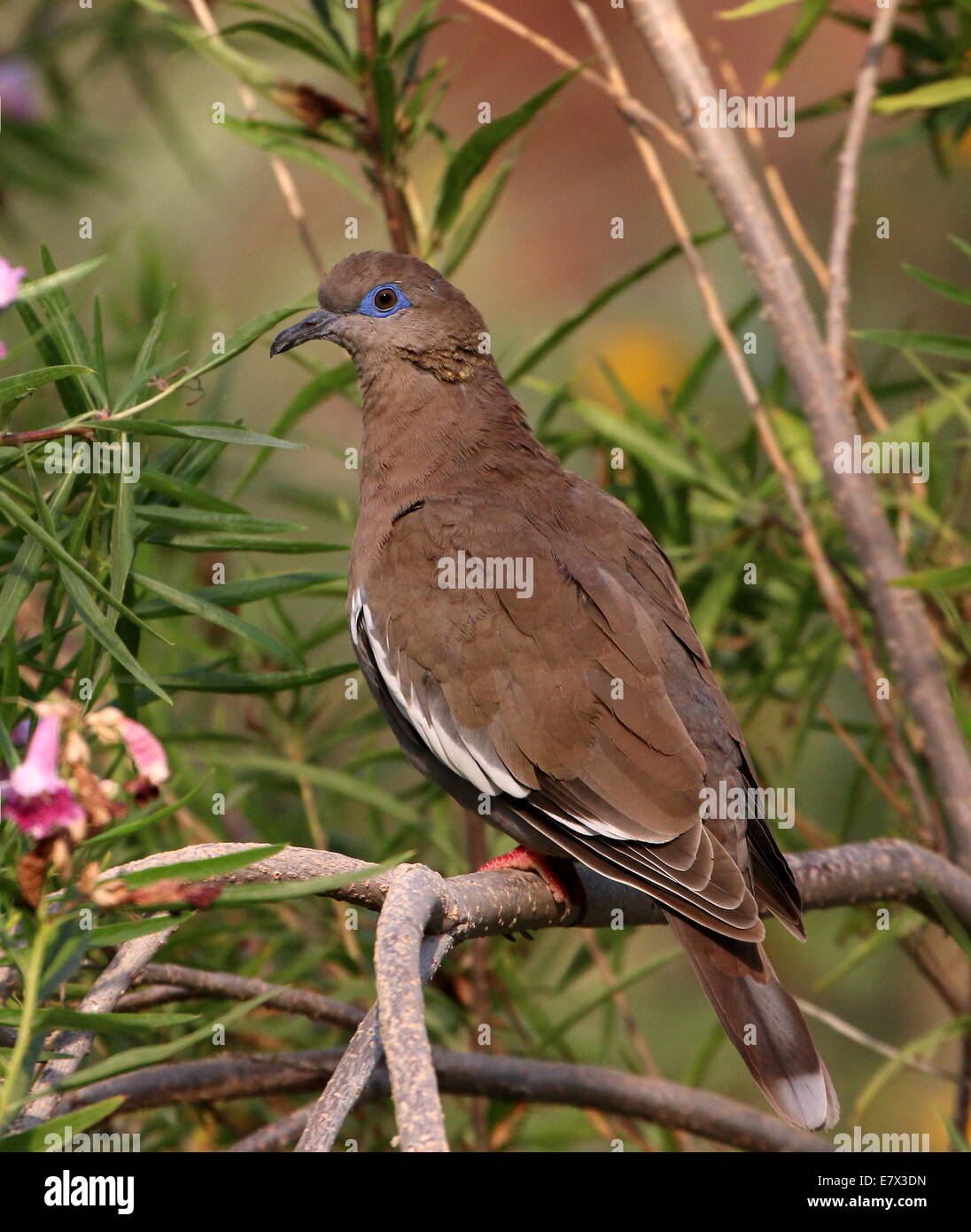 Nahaufnahme einer weißen – Winged Taube (Zenaida Asiatica) Stockfoto