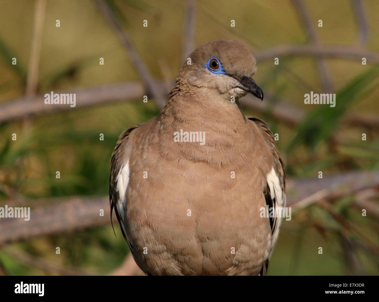 Nahaufnahme einer weißen – Winged Taube (Zenaida Asiatica) Stockfoto