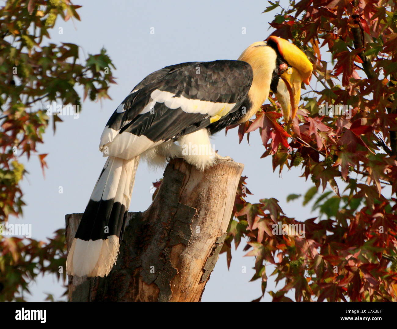 Große indische Hornbill (Buceros Bicornis) aka große pied hornbill Stockfoto