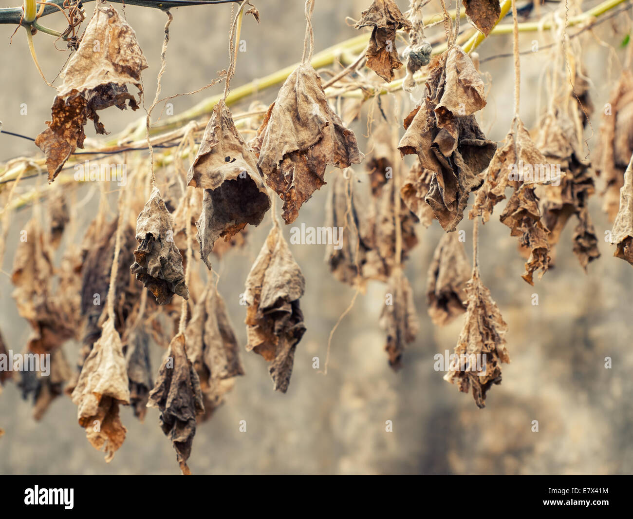 Trockene Blätter sind an der Vorderseite eine Grunge Hintergrund hängen. Stockfoto